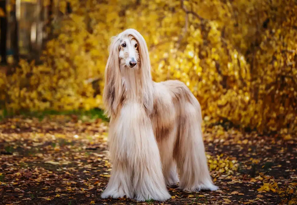 Afghan Hound