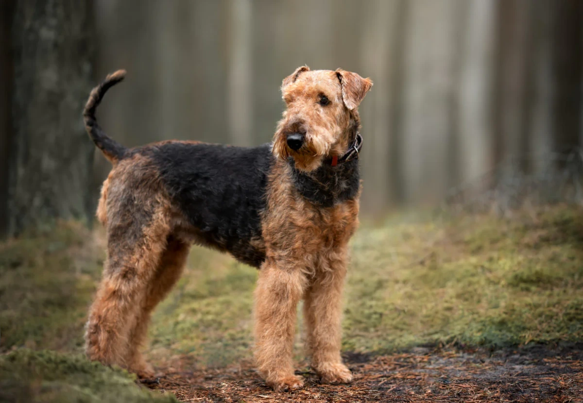 Airedale Terrier