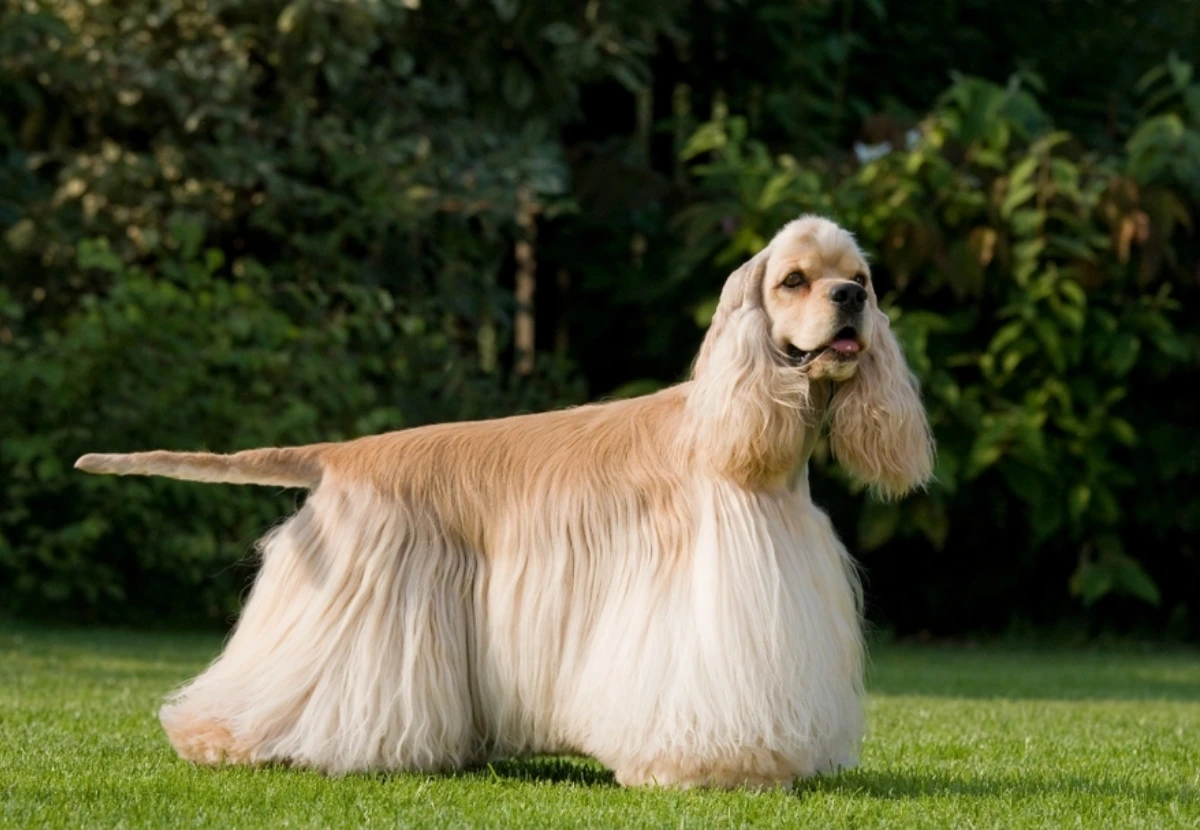 American Cocker Spaniel