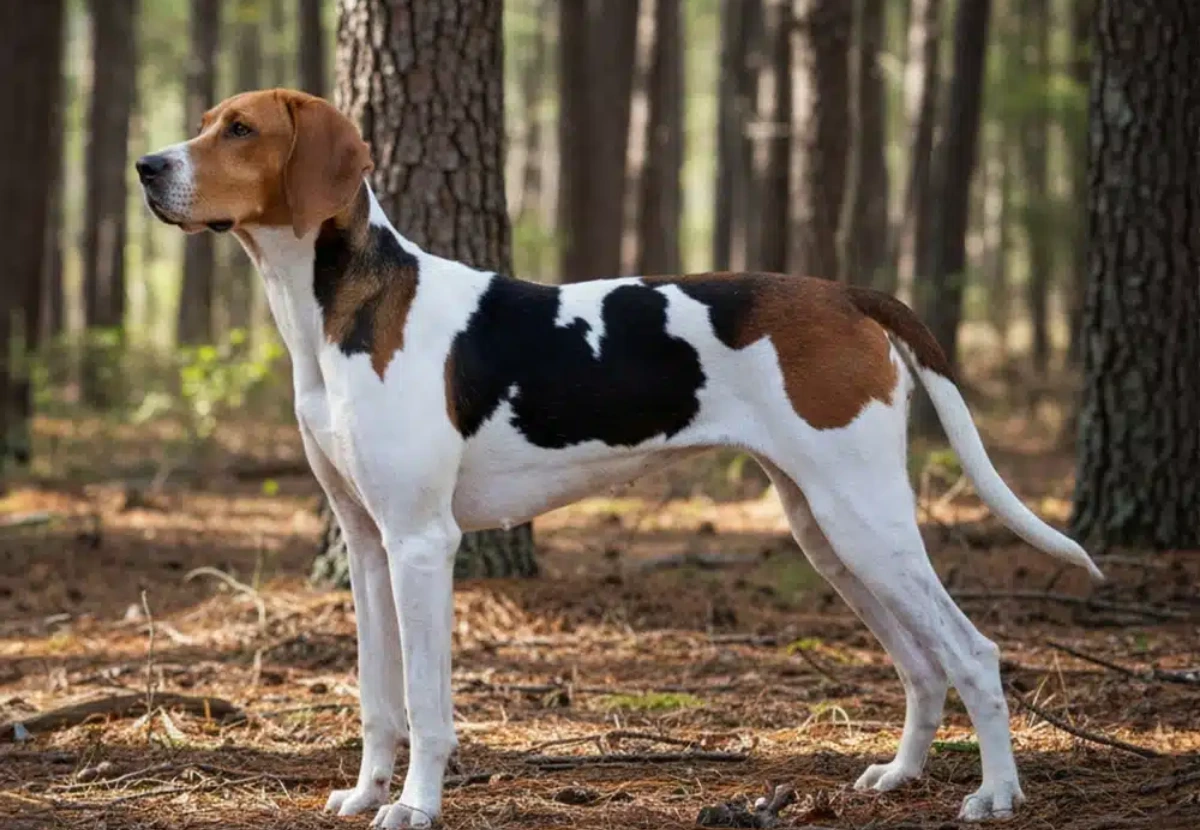 American Foxhound