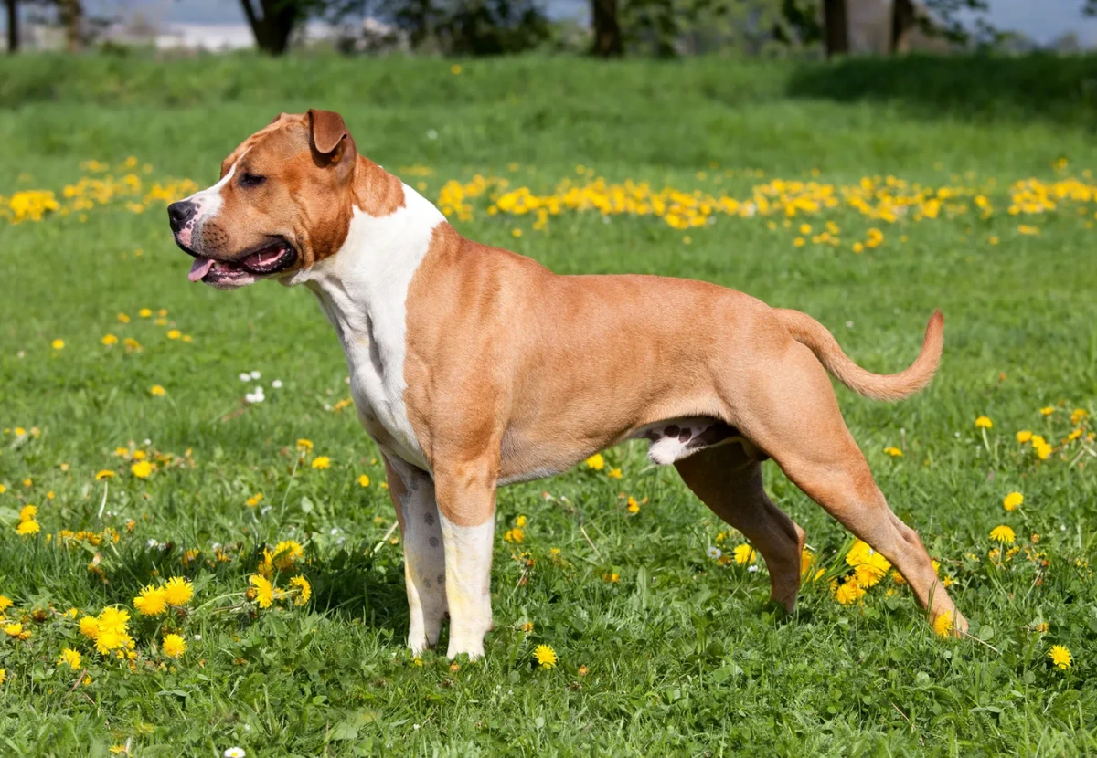 American Staffordshire Terrier