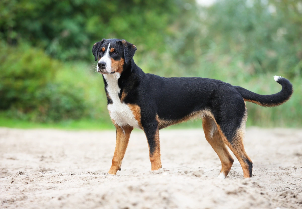 Appenzeller Sennenhund