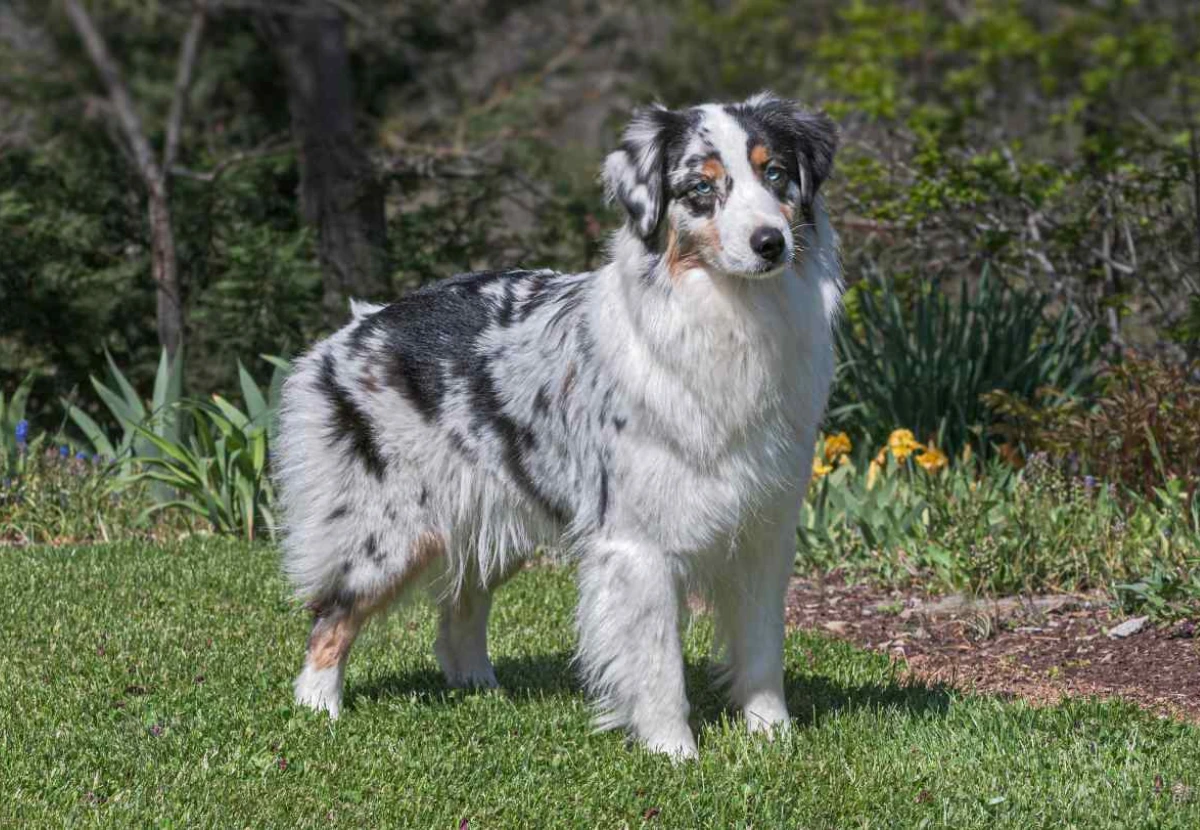 Australian Shepherd