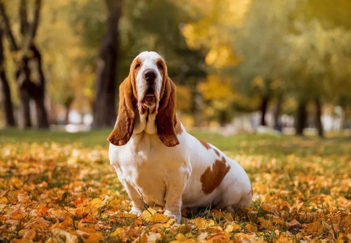 Basset Hound