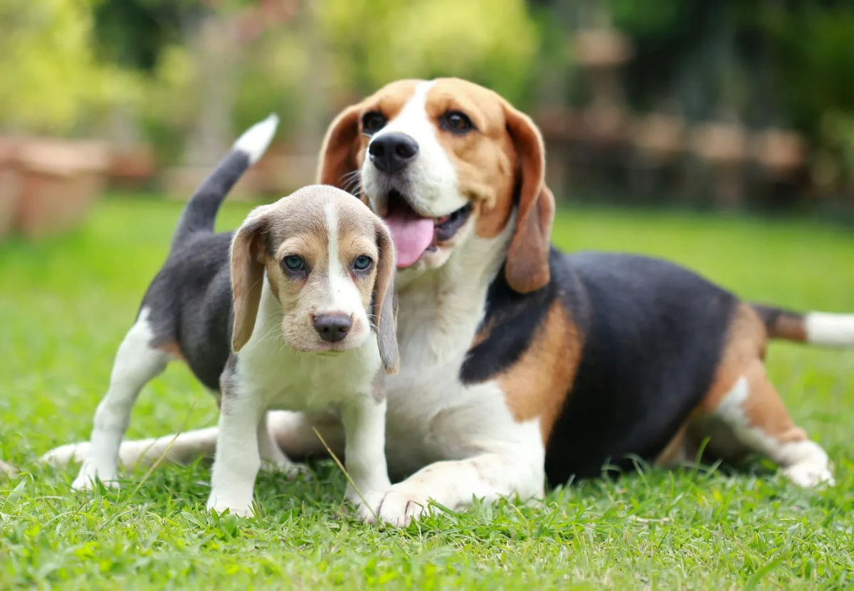 Beagle