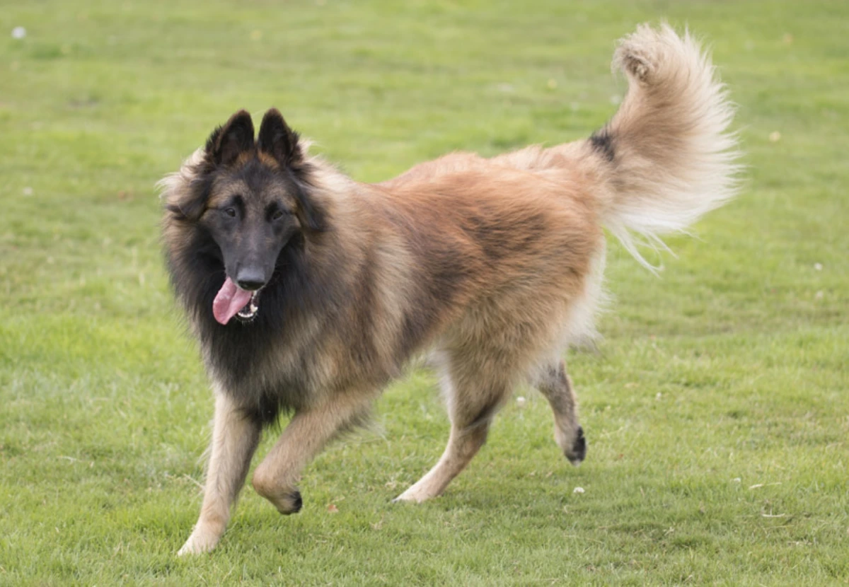 Belgian Tervuren