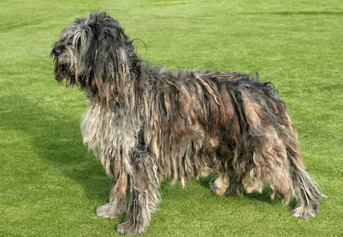 Bergamasco