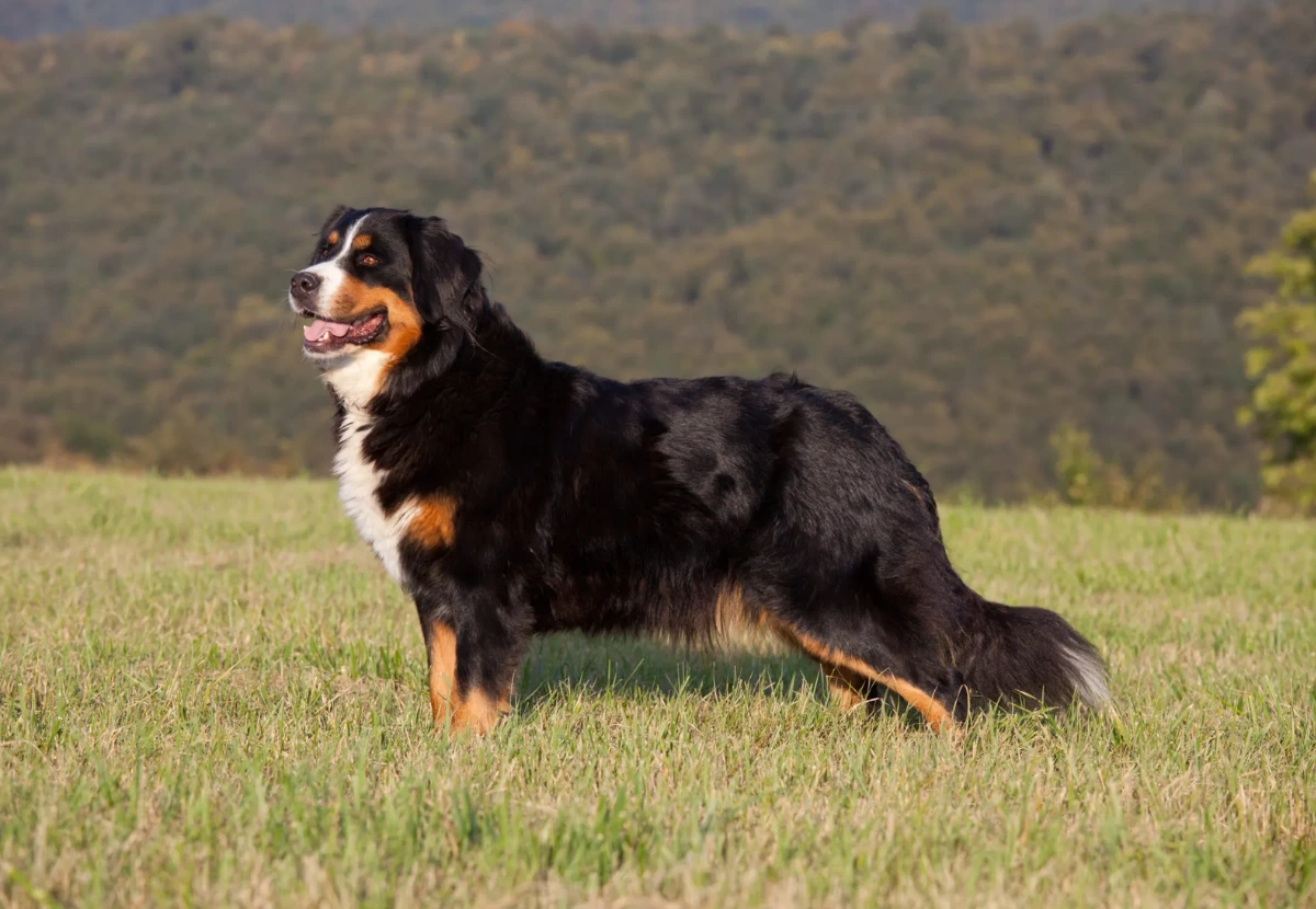 Bernese Mountain Dog