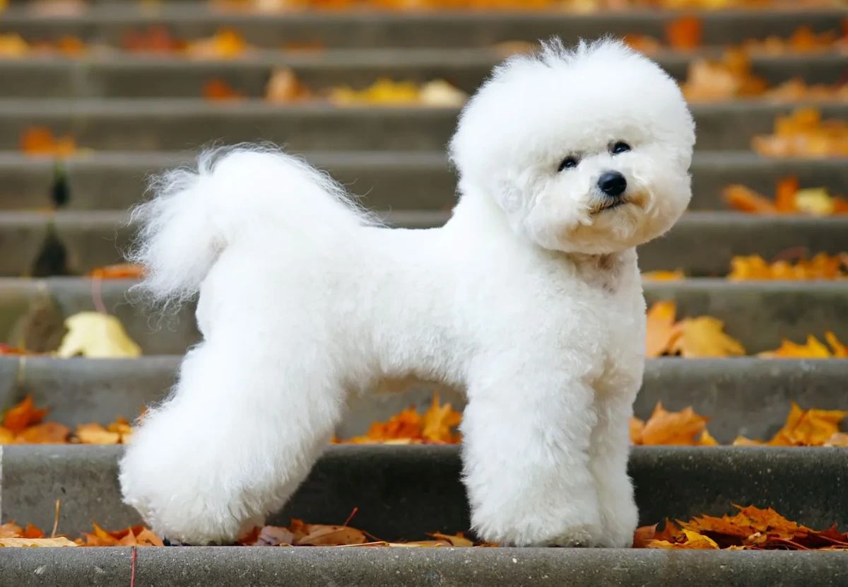 Bichon Frise