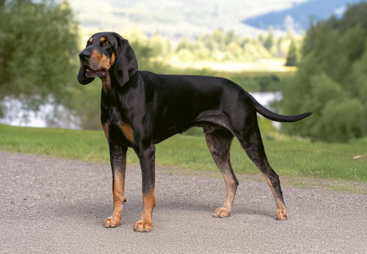 Black and Tan Coonhound
