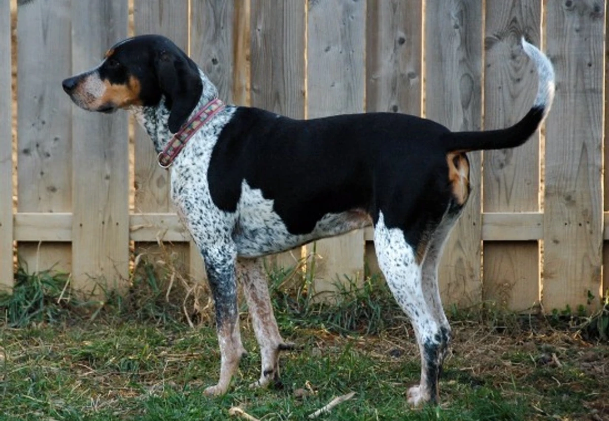 Bluetick Coonhound