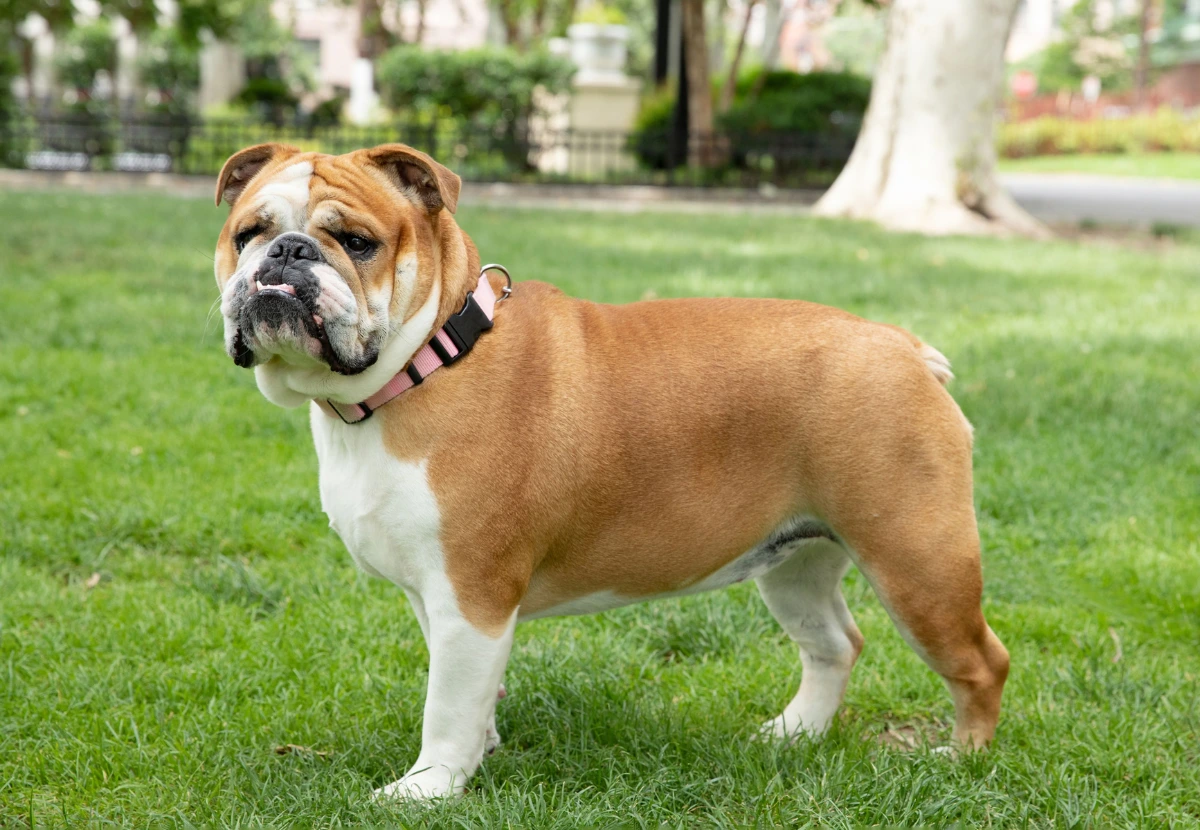 Bulldog