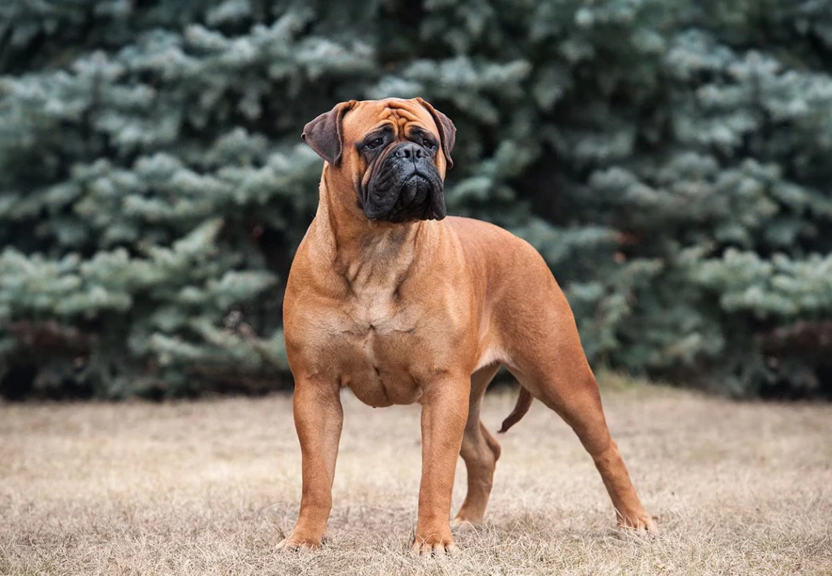 Bullmastiff