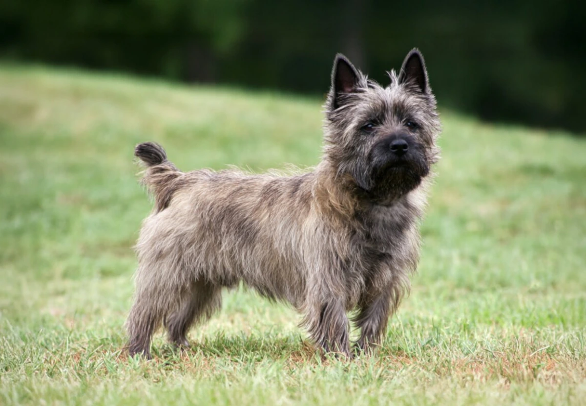 Cairn Terrier