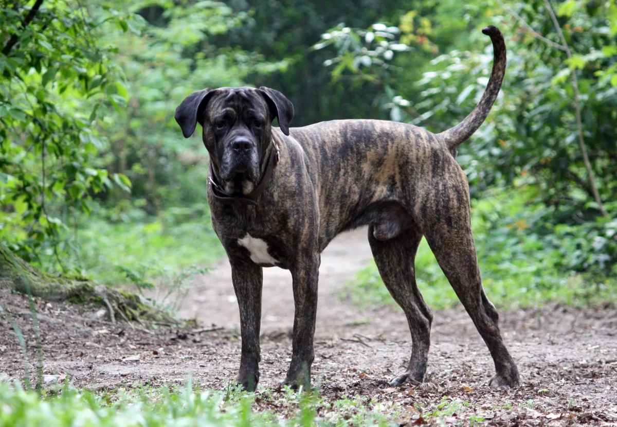Cane Corso