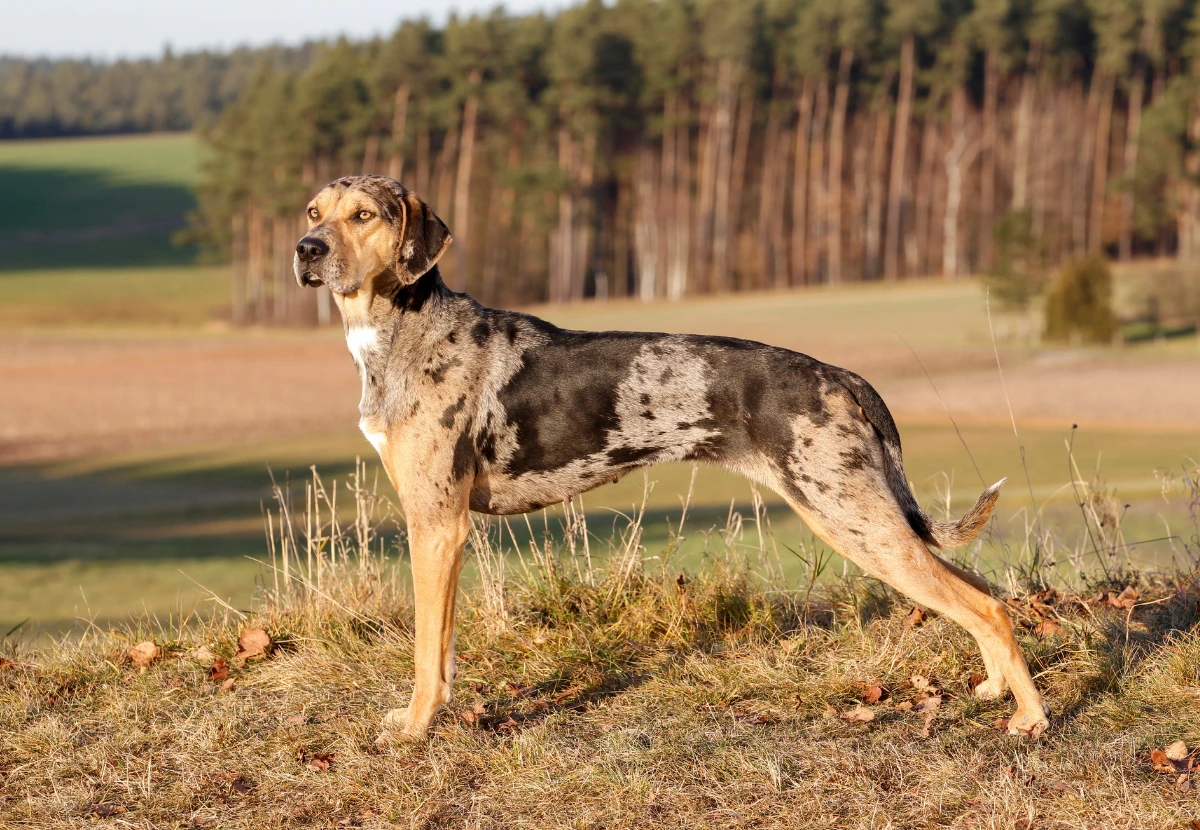 Catahoula Leopard Dog