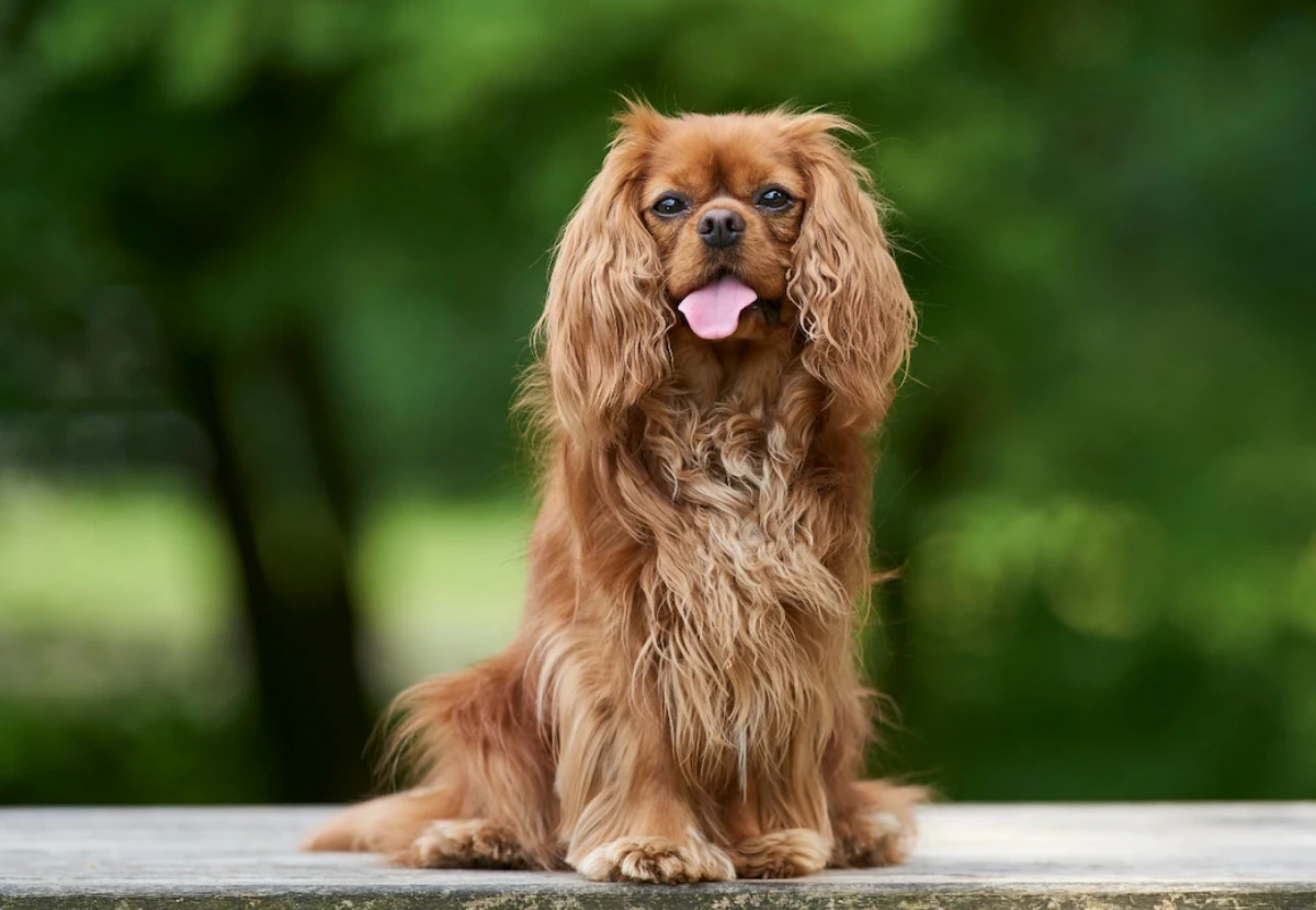 Cavalier King Charles Spaniel