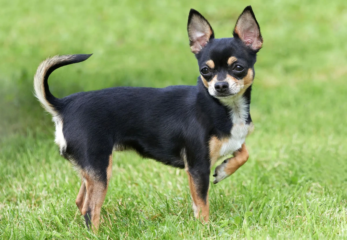 Chihuahua
