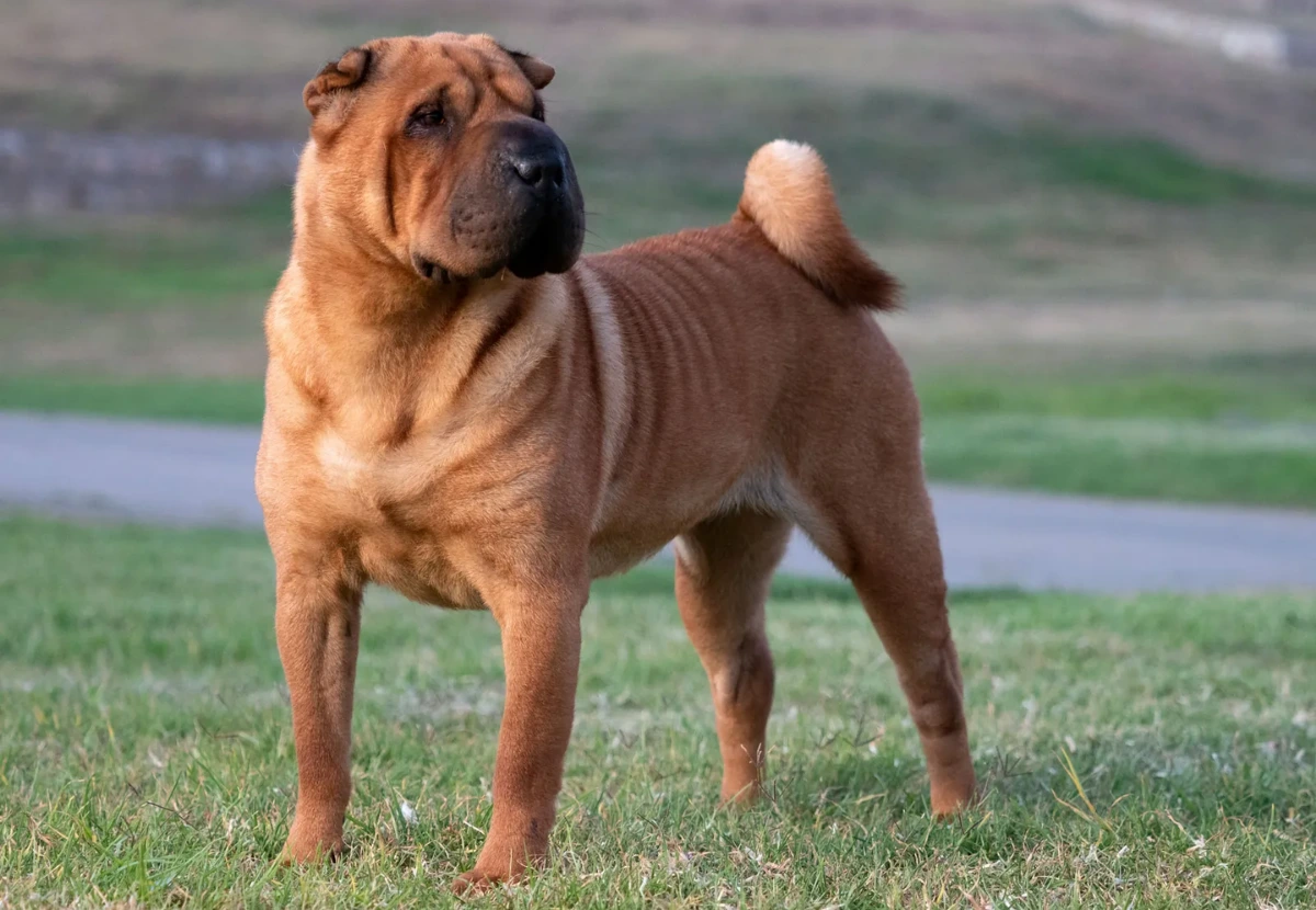 Chinese Shar-Pei