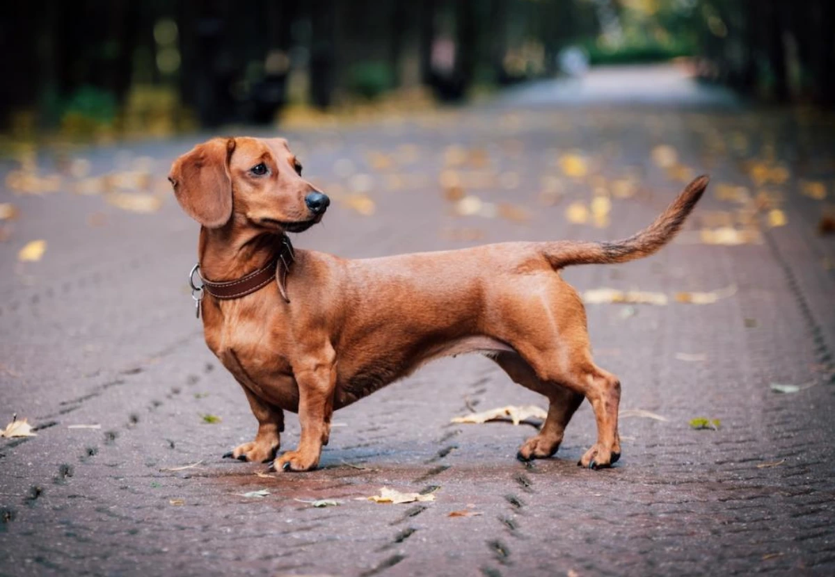 Dachshund