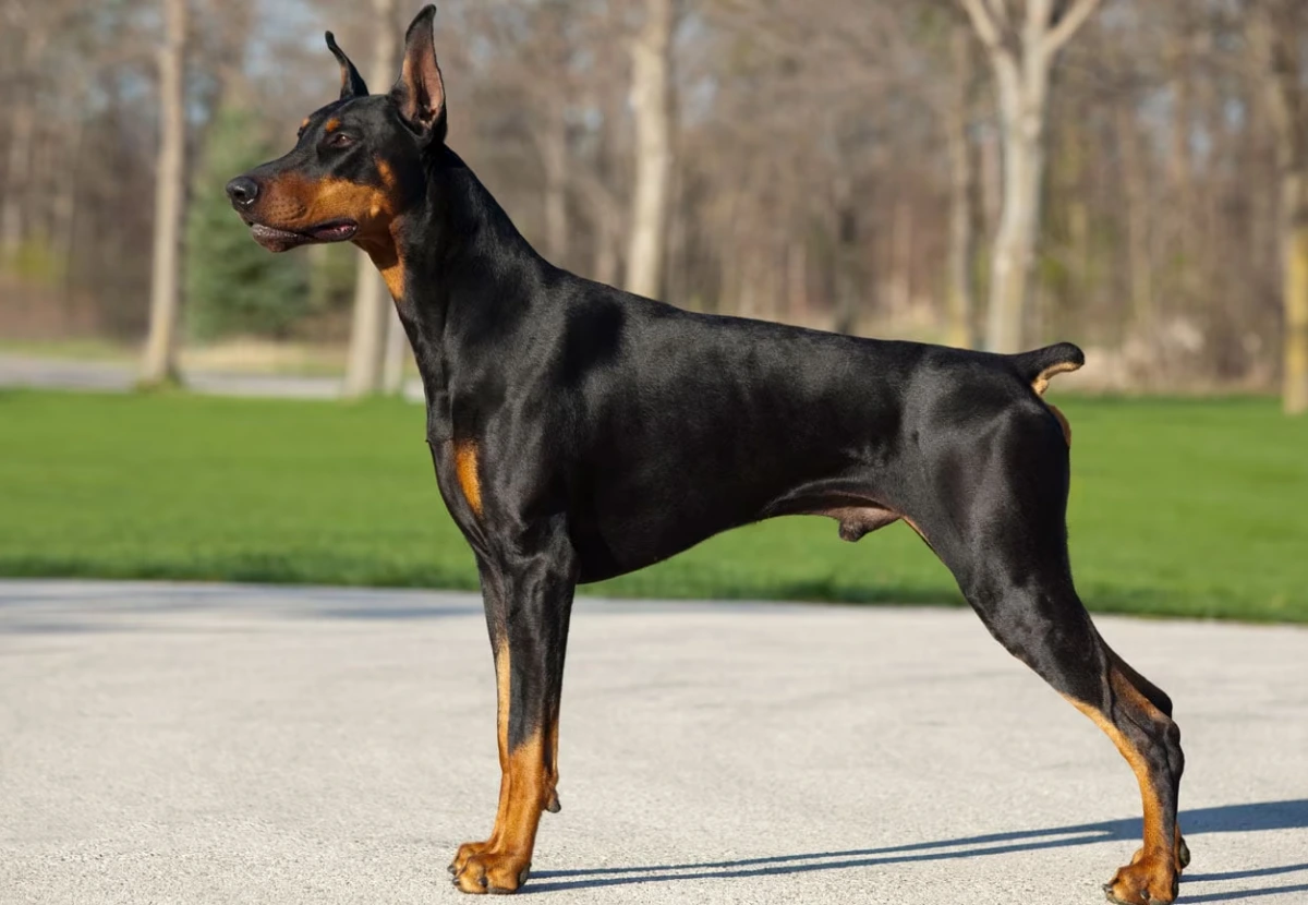 Doberman Pinscher