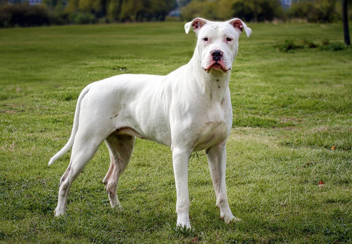 Dogo Argentino
