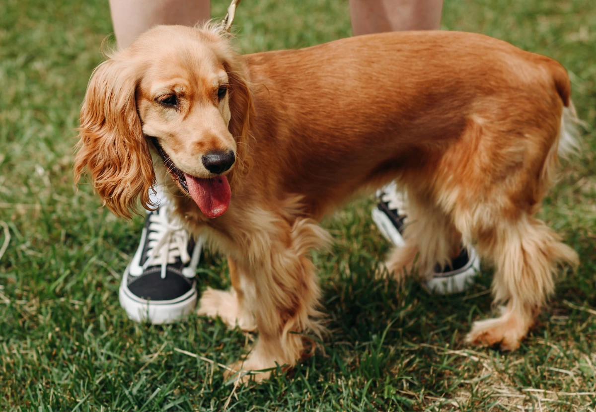 English Cocker Spaniel