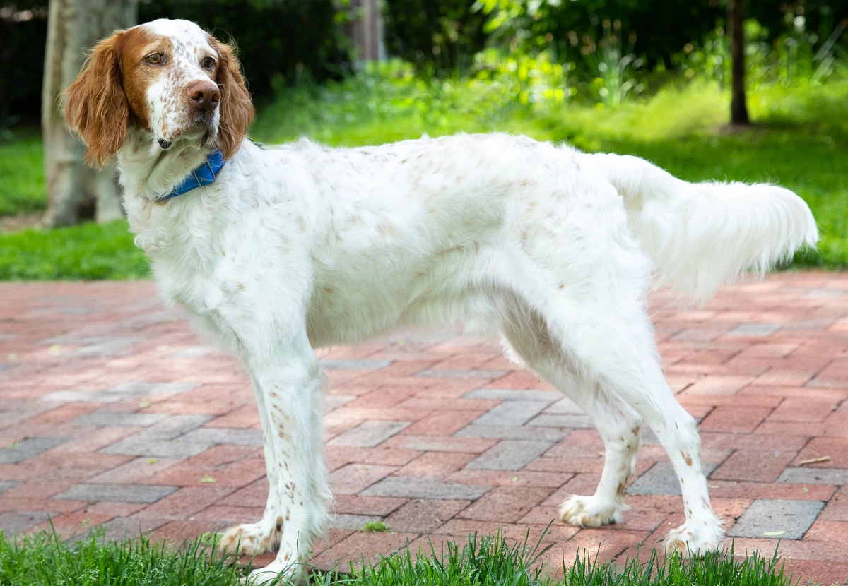 English Setter