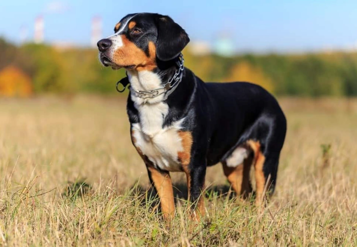 Entlebucher Mountain Dog