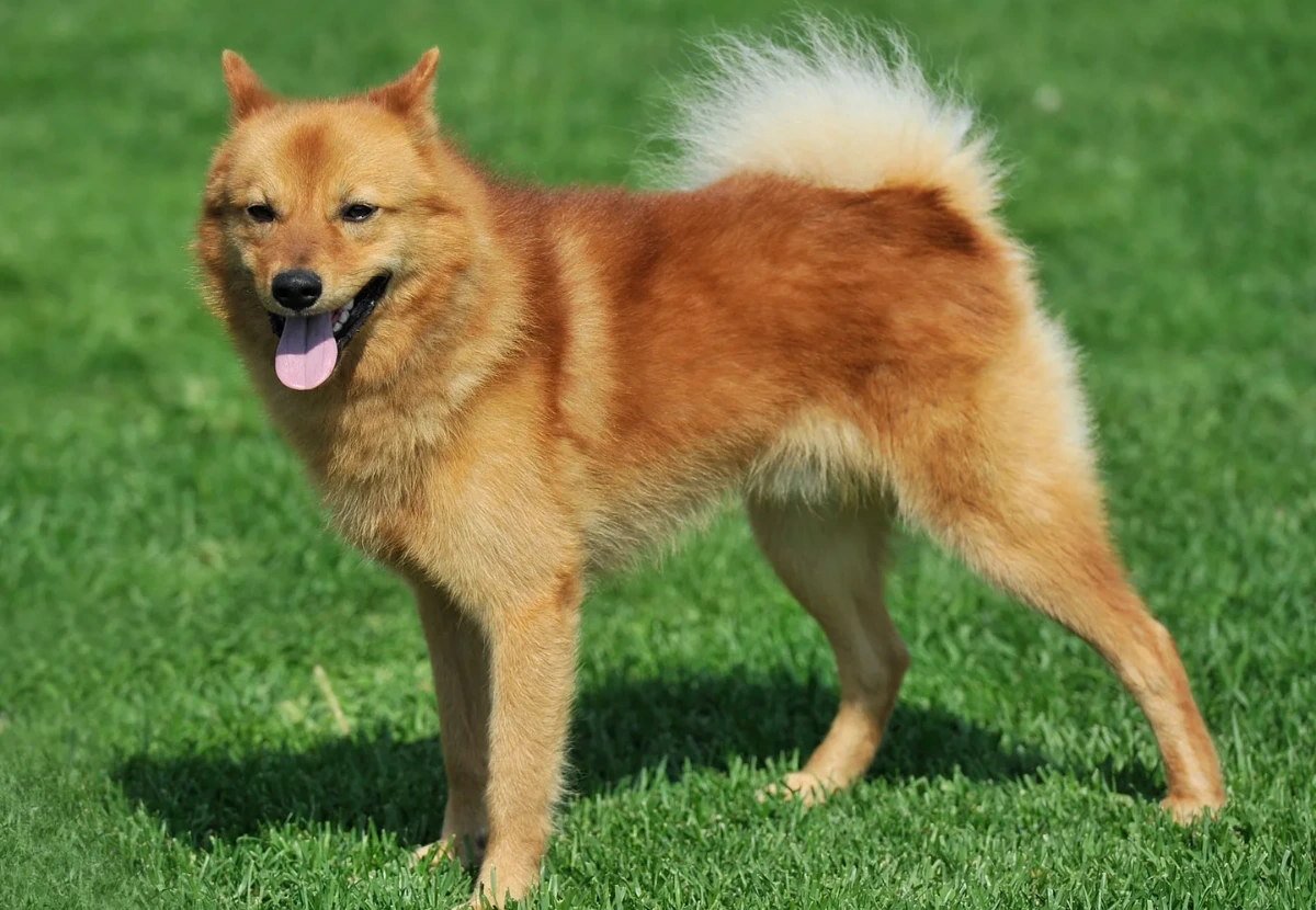 Finnish Spitz