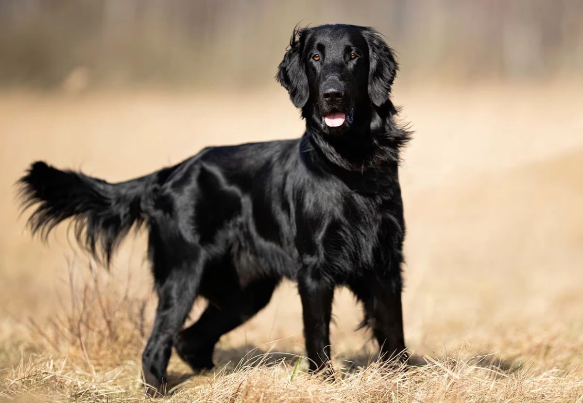 Flat-Coated Retriever
