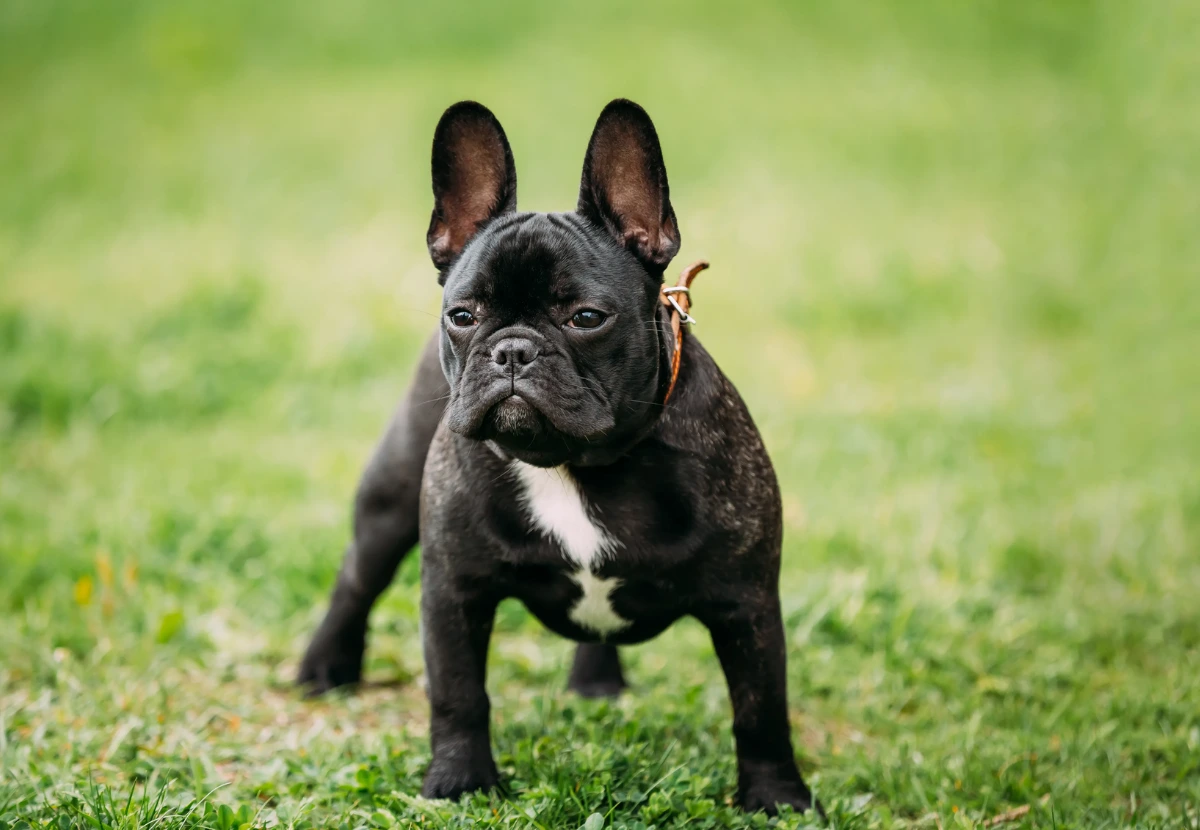 French Bulldog