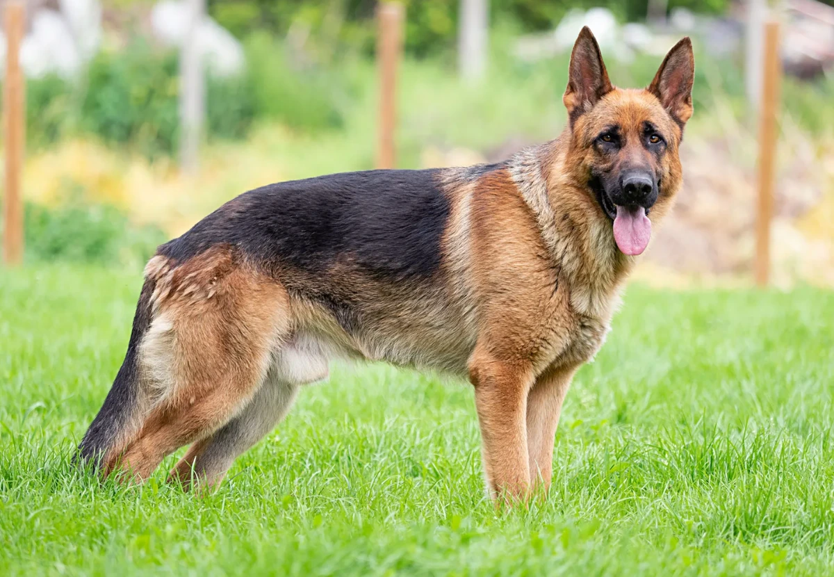German Shepherd Dog
