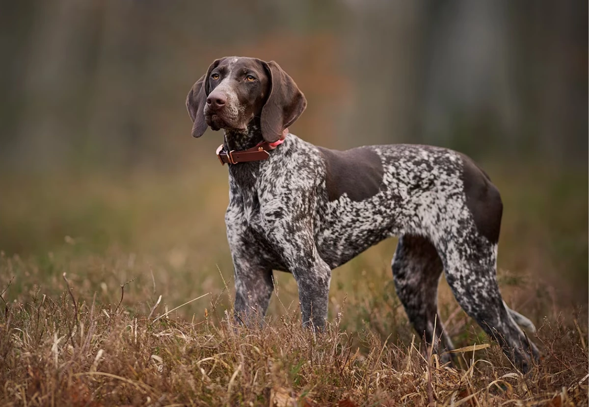 German Shorthaired Pointer