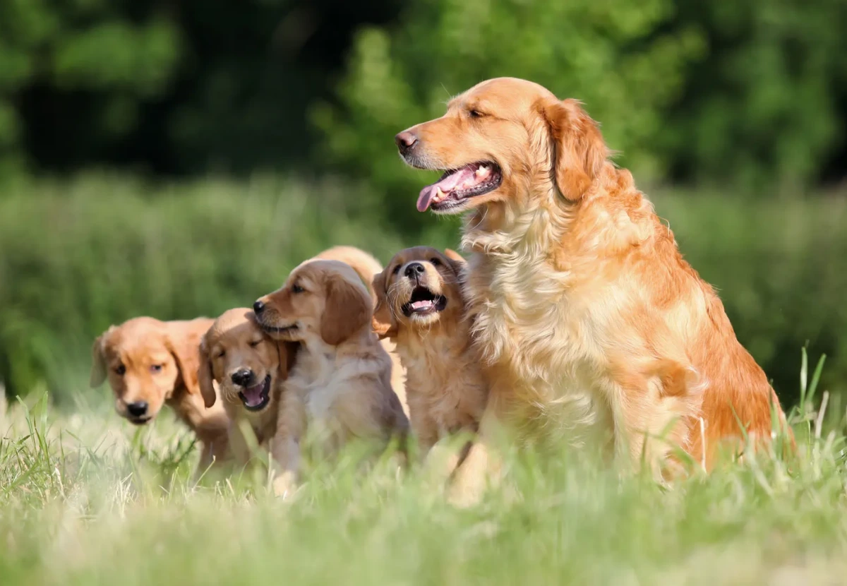Golden Retriever