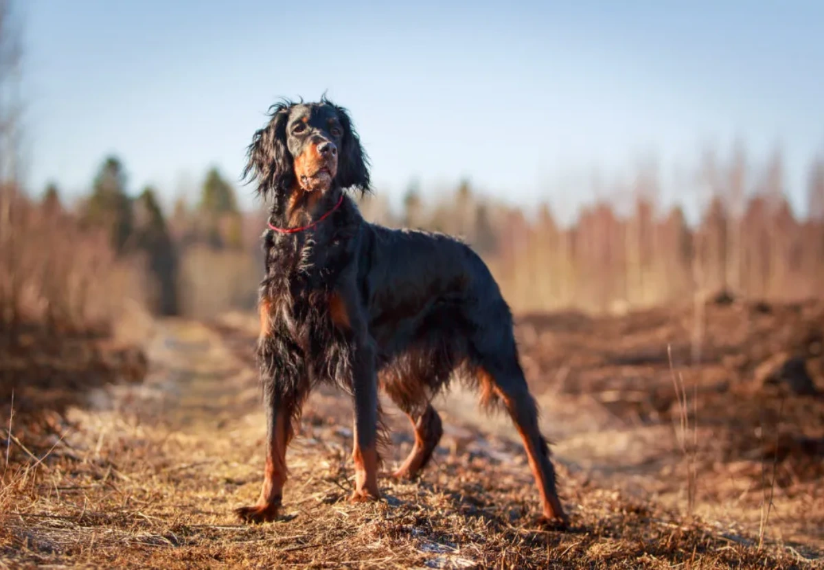 Gordon Setter