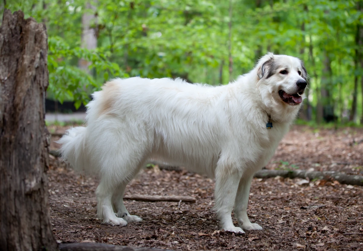 Great Pyrenees