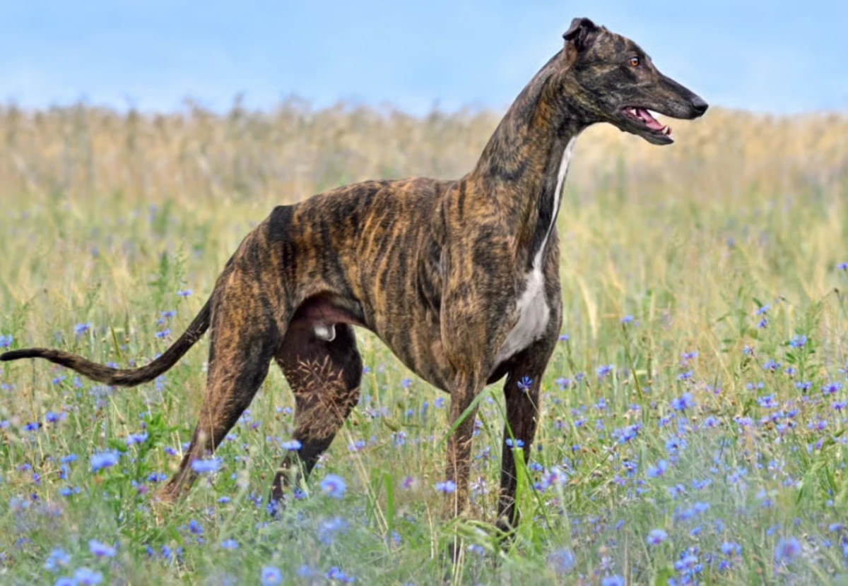 Greyhound