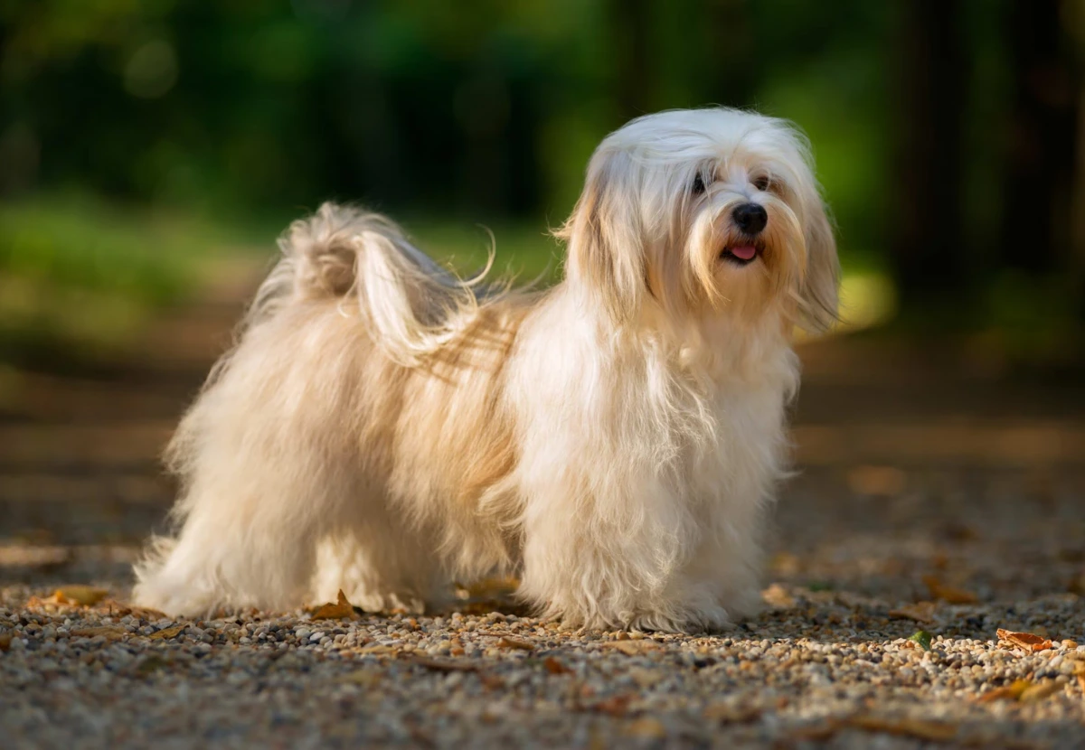 Havanese