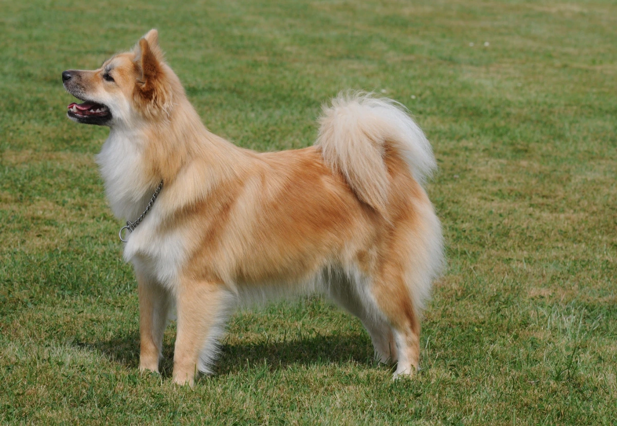 Icelandic Sheepdog