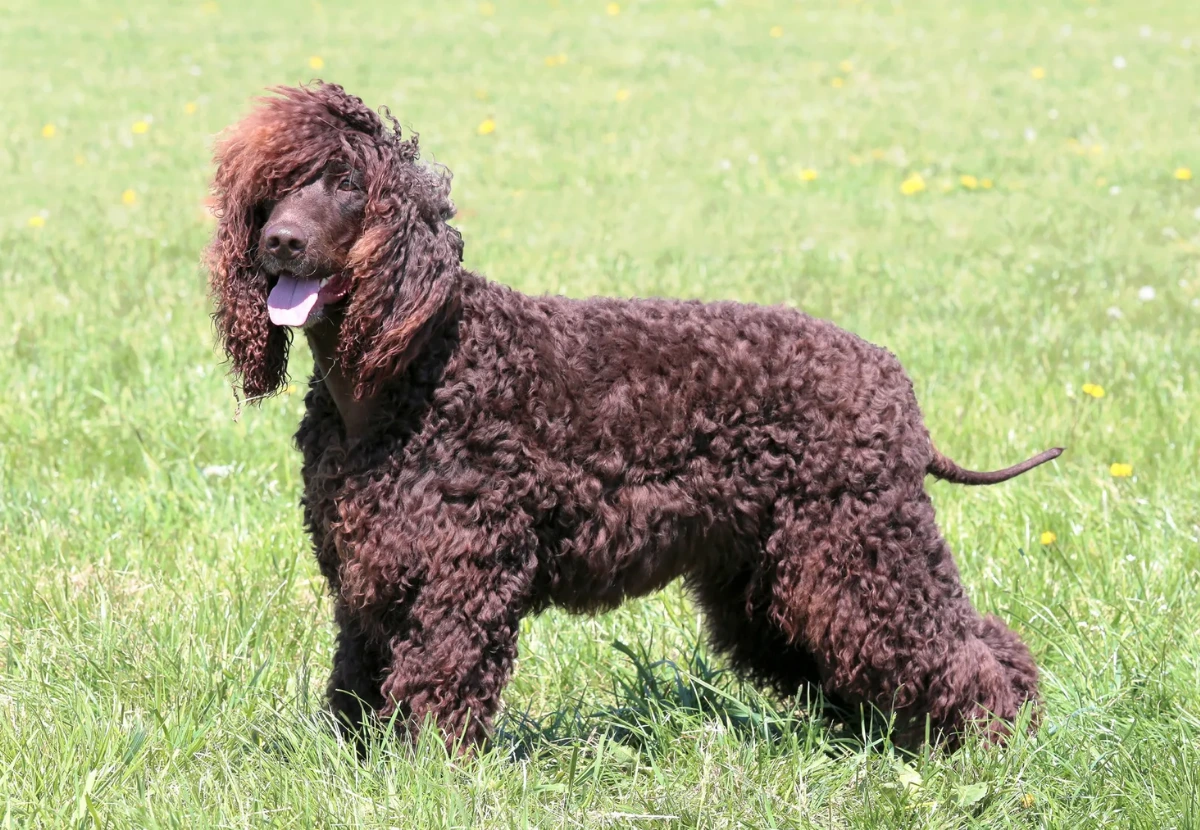Irish Water Spaniel