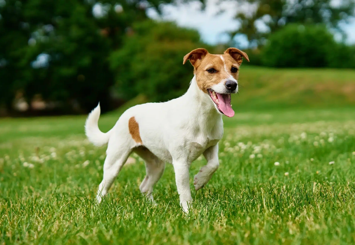 Jack Russell Terrier