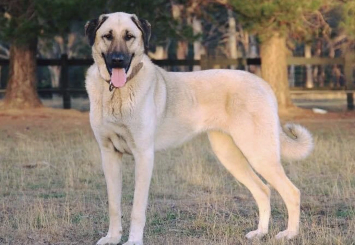 Kangal Dog