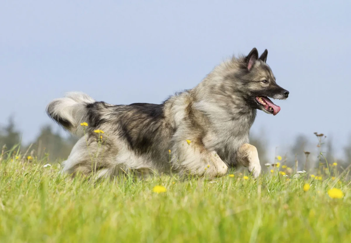 Keeshond