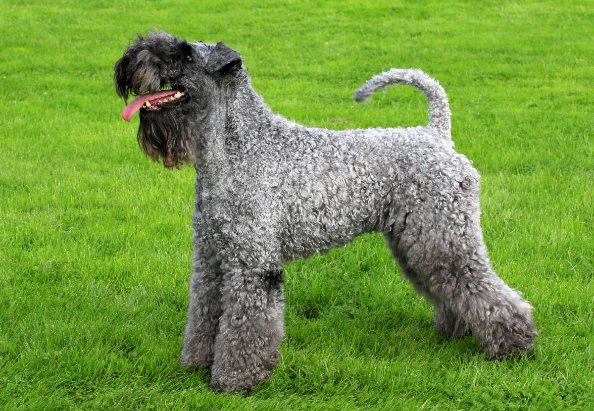 Kerry Blue Terrier