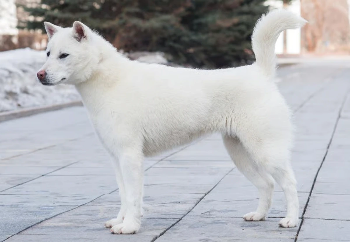 Kishu Ken