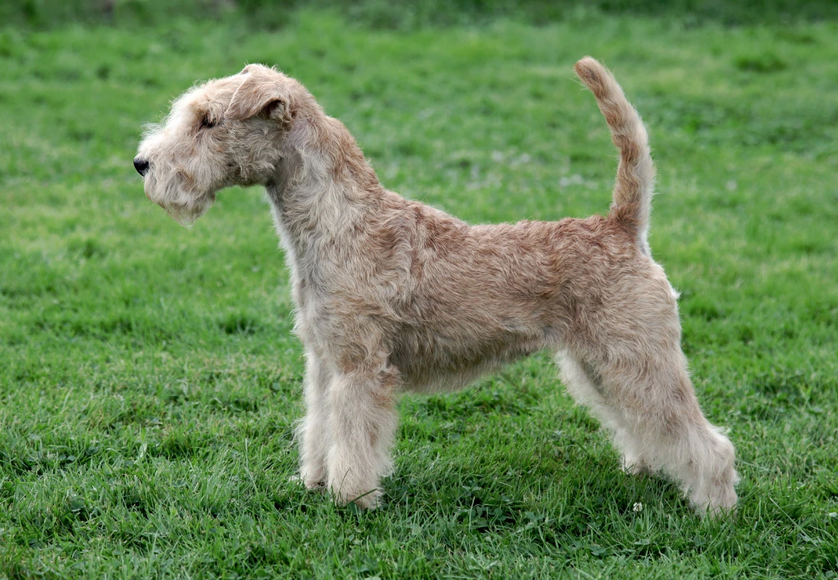 Lakeland Terrier