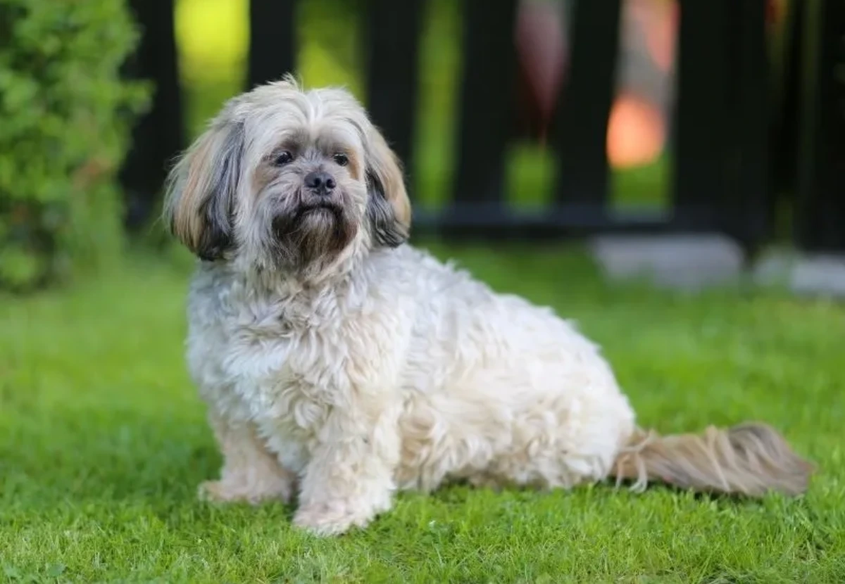 Lhasa Apso