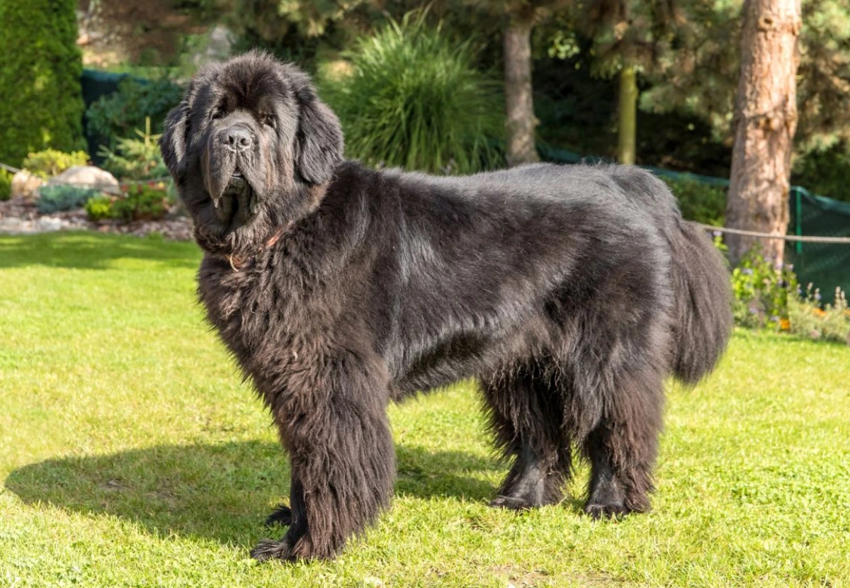 Newfoundland