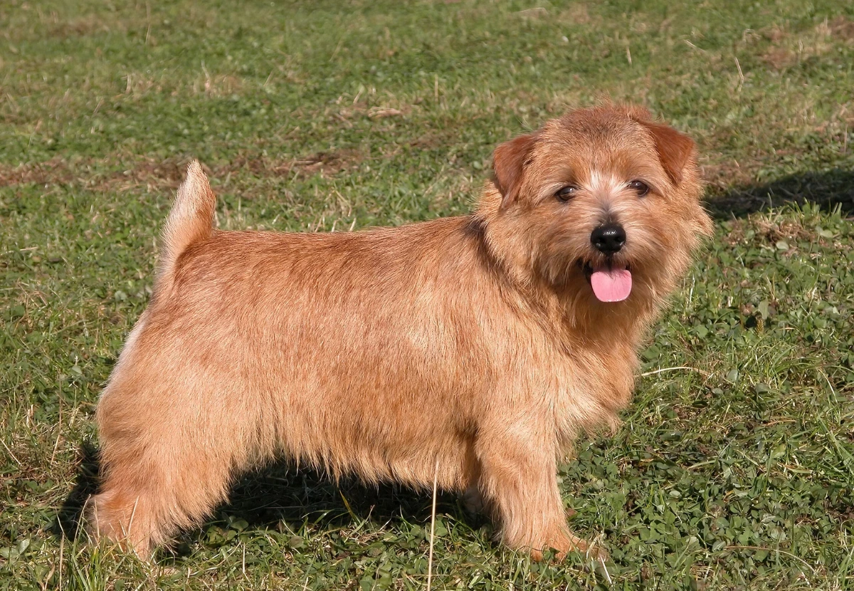 Norfolk Terrier